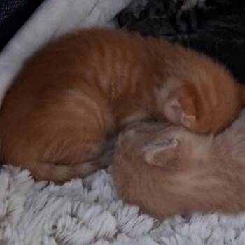Chuckie -  Domestic Short Hair Cat for Adoption in New York, New York - Chuckie | PetCurious