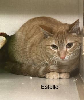 Domestic Short Hair Cats Available for Adoption in Ulster, Pennsylvania - Estelle | PetCurious