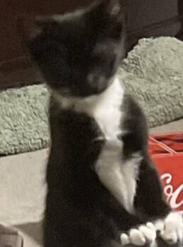 Rescue Domestic Short Hair Cats for Adoption in Raleigh, North Carolina - Tinkerbelle | PetCurious
