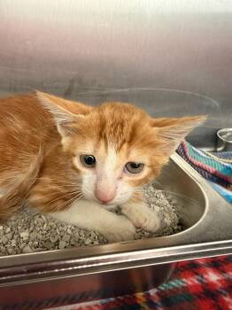 Tsuna -  Domestic Short Hair Cat for Adoption in Hartsville, South Carolina - Tsuna | PetCurious