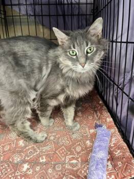 Domestic Medium Hair Cats Available for Adoption in Dayton, Minnesota - China | PetCurious