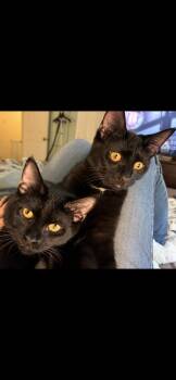 Cotton -  Domestic Short Hair Cat for Adoption in Lake Wylie, South Carolina - Cotton | PetCurious