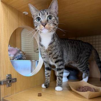 Mama Nutrl -  Domestic Short Hair Cat for Adoption - Mama Nutrl | PetCurious