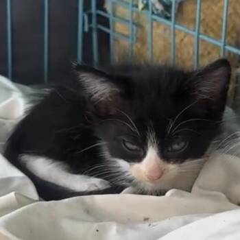 Joey -  Domestic Medium Hair Cat for Adoption in Santa Rosa Beach, Florida - Joey | PetCurious