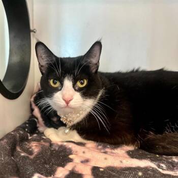 Domestic Short Hair Cats Available for Adoption in Matteson, Illinois - Chicken | PetCurious