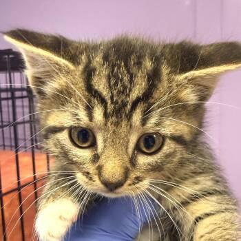 Domestic Short Hair Cats Available for Adoption in Redwood Valley, California - Miso | PetCurious