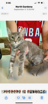 Rescue Domestic Long Hair and Tabby Cats for Adoption in Gardena, California - Griselda | PetCurious