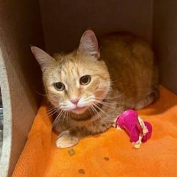 Domestic Short Hair Cats Available for Adoption - Dallas | PetCurious