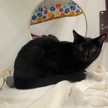 Domestic Short Hair Cats Available for Adoption in Cheyenne, Wyoming - Presley | PetCurious