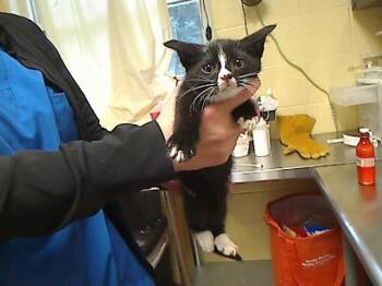 HIPPO -  Domestic Short Hair Cat for Adoption in Cookeville, Tennessee - HIPPO | PetCurious