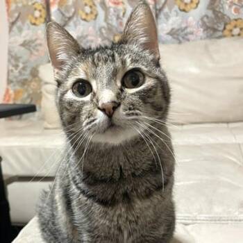 Mynx -  Domestic Short Hair Cat for Adoption in Long Beach, Mississippi - Mynx | PetCurious