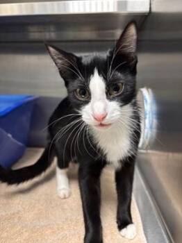 Queen -  Domestic Short Hair Cat for Adoption in Charleston, South Carolina - Queen | PetCurious