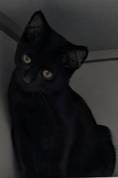Tim Purry -  Domestic Short Hair Cat for Adoption in Dayton, Minnesota - Tim Purry | PetCurious