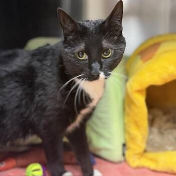 Boots -  Domestic Short Hair Cat Available for Adoption in Bullhead City, Arizona - Boots | PetCurious