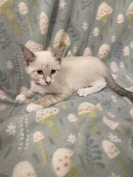 Moon -  Siamese Cat for Adoption in Mobile, Alabama - Moon | PetCurious