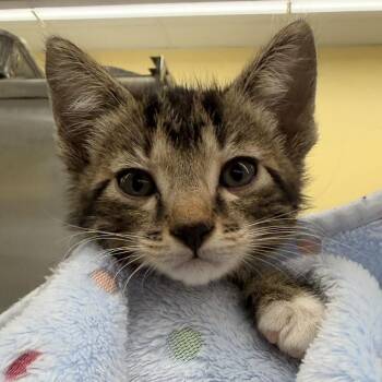 Cleveland -  Domestic Short Hair Cat for Adoption in West Palm Beach, Florida - Cleveland | PetCurious