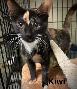 Kiwi -  Domestic Short Hair Cat for Adoption in Zimmerman, Minnesota - Kiwi | PetCurious