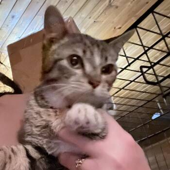 Domestic Short Hair Cats Available for Adoption in Granby, Missouri - Yeller | PetCurious