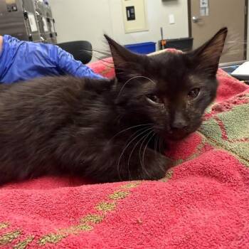 OBSIDIAN -  Domestic Short Hair Cat for Adoption in Ontario, California - OBSIDIAN | PetCurious