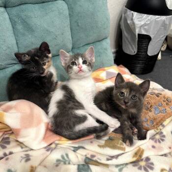 Domestic Short Hair Cats Available for Adoption in Dallas, Texas - Survivor Litter | PetCurious