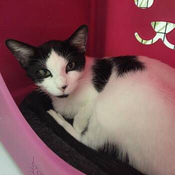 Treasure -  Domestic Short Hair Cat for Adoption in Oshkosh, Wisconsin - Treasure | PetCurious