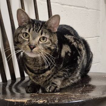 Rescue Domestic Short Hair Cats for Adoption in Frederick, Maryland - Grizzly | PetCurious