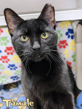 Rescue Domestic Short Hair Cats for Adoption in Mason, Michigan - Tamale | PetCurious