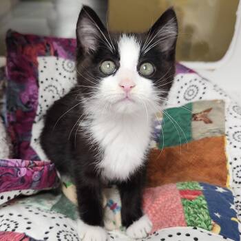 MacReady -  Tuxedo Cat for Adoption in Marshfield, Wisconsin - MacReady | PetCurious