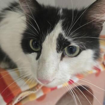 Patches -  Domestic Long Hair Cat for Adoption in Desert Hot Springs, California - Patches | PetCurious