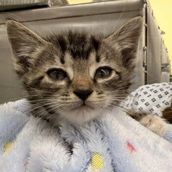 Peter -  Domestic Short Hair Cat for Adoption in West Palm Beach, Florida - Peter | PetCurious