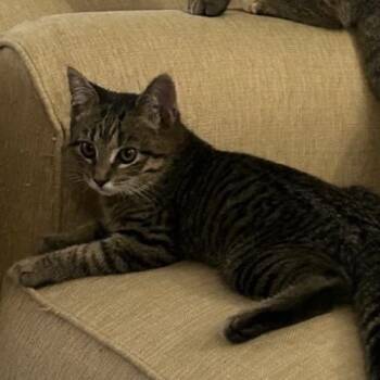 Kirby A25-256 -  Domestic Short Hair Cat for Adoption in Santa Rosa Beach, Florida - Kirby A25-256 | PetCurious