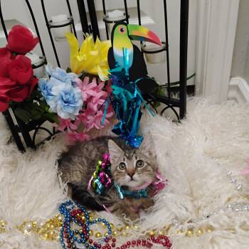 barney rubble hand raised -  Domestic Medium Hair and Tiger Cat for Adoption in Phoenix, Arizona - Barney Rubble Hand Raised | PetCurious