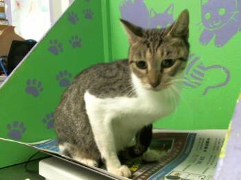 Rescue Domestic Short Hair Cats for Adoption in Houston, Texas - A2038545 | PetCurious