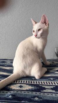 ALASKA -  Domestic Short Hair Cat for Adoption in San Juan, San Juan - ALASKA | PetCurious