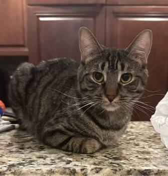 Rescue Domestic Short Hair Cats for Adoption in Mokena, Illinois - Sebastian | PetCurious