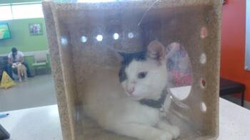 PATCHES -  Domestic Short Hair Cat for Adoption in Louisville, Kentucky - PATCHES | PetCurious