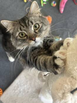Domestic Medium Hair and Tabby Cats Available for Adoption - Rosie | PetCurious