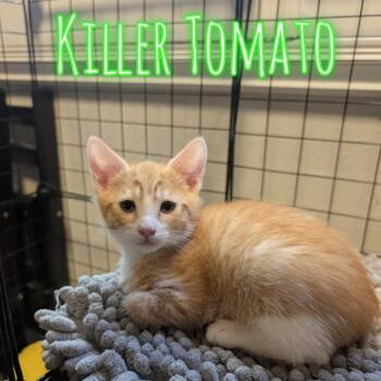 Killer Tomato -  Domestic Short Hair Cat for Adoption in Westminster, California - Killer Tomato | PetCurious