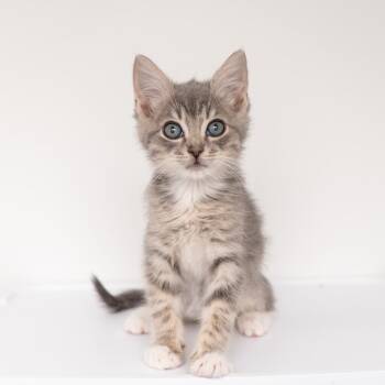 Hydra -  Domestic Short Hair Cat for Adoption in New York, New York - Hydra | PetCurious