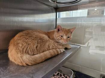 SNUFFEULOPOGOUS -  Domestic Short Hair Cat for Adoption in Pueblo, Colorado - SNUFFEULOPOGOUS | PetCurious