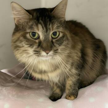 Veronica -  Domestic Long Hair Cat for Adoption in Blasdell, New York - Veronica | PetCurious