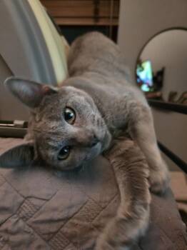 Domestic Short Hair Cats Available for Adoption - Geodude | PetCurious