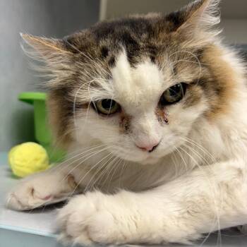 Sandy -  Domestic Short Hair Cat for Adoption in Buchanan Dam, Texas - Sandy | PetCurious