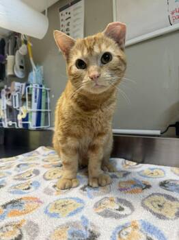 Domestic Short Hair Cats Available for Adoption in Delson, Quebec - Brandy | PetCurious