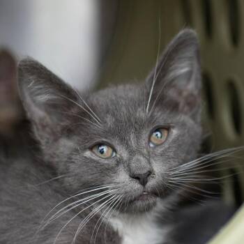 Grape -  Domestic Medium Hair Cat for Adoption in Middletown, Rhode Island - Grape | PetCurious