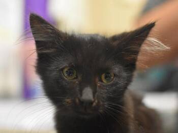 Nico -  Domestic Short Hair Cat for Adoption in Portland, Oregon - Nico | PetCurious