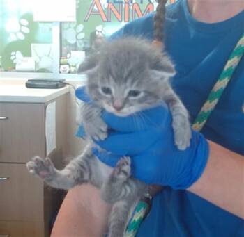 ANNIE -  Domestic Short Hair Cat for Adoption in Louisville, Kentucky - ANNIE | PetCurious