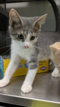 Bunsen -  Domestic Short Hair Cat for Adoption in Papillion, Nebraska - Bunsen | PetCurious