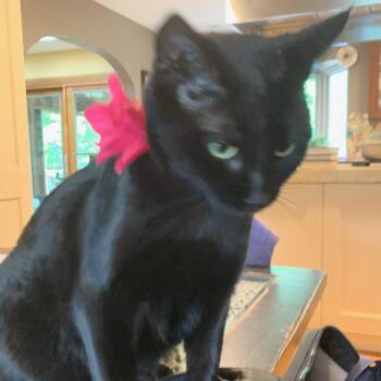 Rescue Domestic Short Hair Cats for Adoption in Mokena, Illinois - Mama Jinx | PetCurious