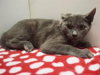 KALEB -  Domestic Short Hair Cat for Adoption in Sacramento, California - KALEB | PetCurious